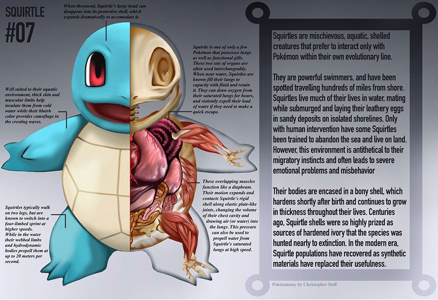 pokemon-anatomy-pokenatomy-christopher-stoll-7